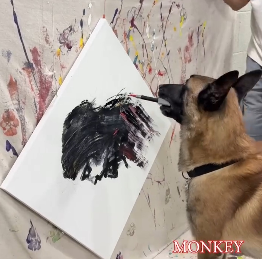 Os cachorros estão entre as espécies com maior capacidade de aprendizado. E algumas raças são especialmente adestráveis ou apresentam um instinto natural que revela inteligência nas ações. 