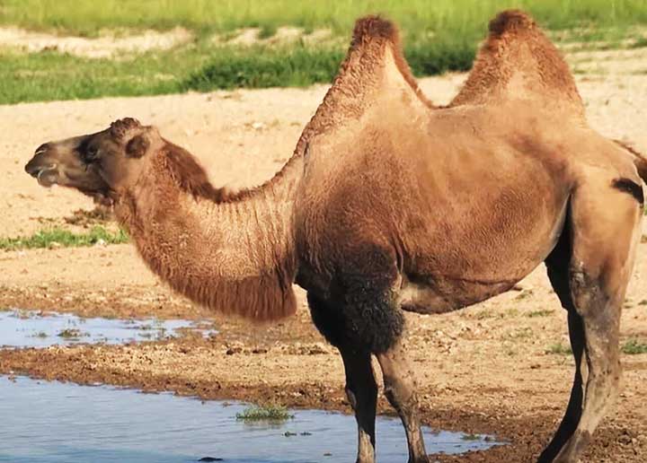 Os camelos desempenham papéis vitais nas culturas e economias de várias regiões.
Você já parou para pensar porque os camelos têm duas corcovas? Ou o motivo de seus cílios serem tão longos? 