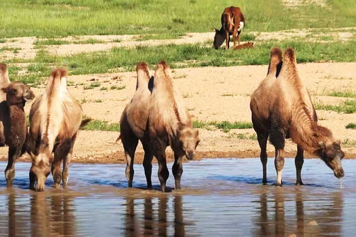 Isso quando têm acesso à água fresca, o que os fazem sobreviver por até oito dias sem beber, dependendo das condições. Sua capacidade de conservar água e tolerar altas temperaturas internas é uma adaptação única aos desertos escaldantes.
