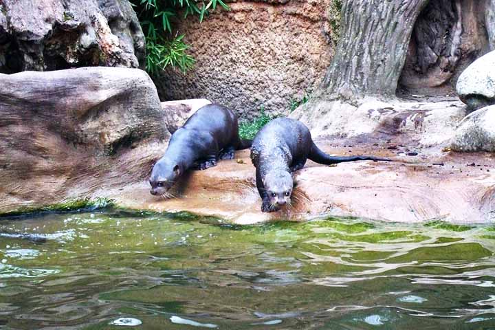 O casal e suas duas crias nascidas navegam pelos rios do Iberá, trazendo a esperança de restabelecer o equilíbrio natural perdido na região.