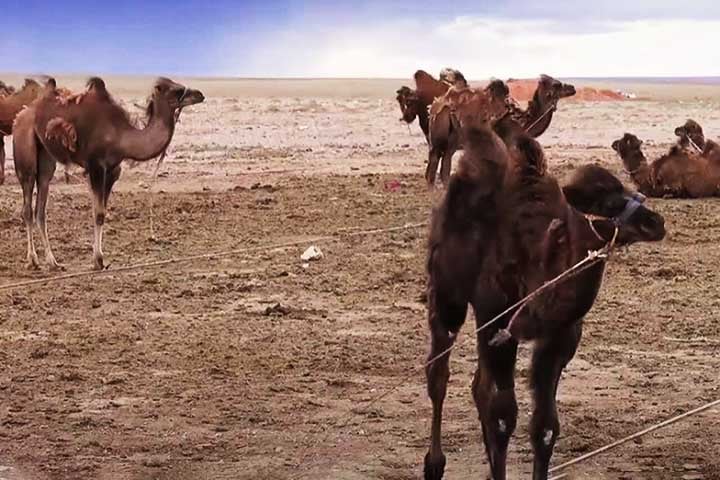 Embora muitas pessoas pensem que as corcovas dos camelos armazenam água, na verdade, elas são depósitos de gordura. Essa gordura serve como fonte de energia durante períodos de escassez de comida.
