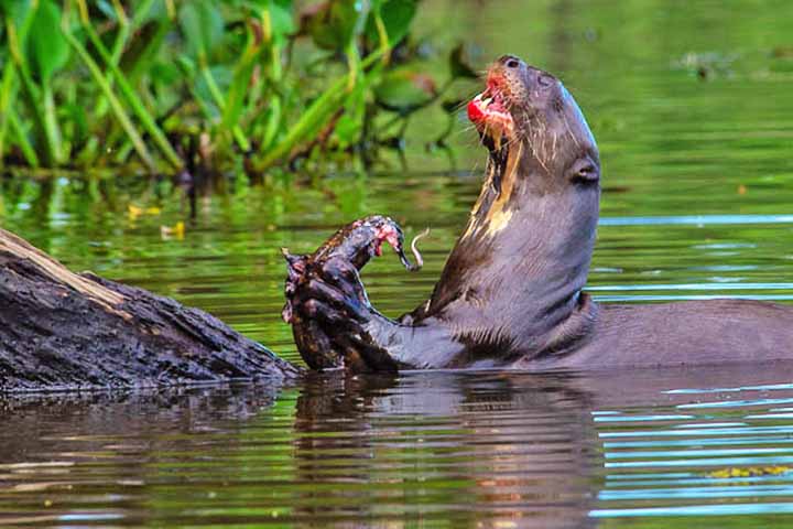 Não tem predadores naturais sérios além do homem, embora precise competir com outros predadores, como a lontra-neotropical, a onça-pintada e várias espécies de crocodilo, por recursos alimentares.