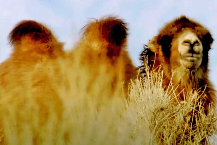 Além disso, suas narinas podem ser fechadas para impedir a entrada de partículas de areia durante estas tempestades, o que os ajuda a manter a visão clara e proteger suas vias respiratórias em ambientes hostis.