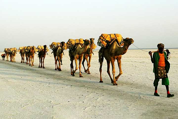 Com suas patas adaptadas e corpo resistente, os camelos conseguem percorrer grandes distâncias sem sofrer os efeitos negativos da desidratação ou do calor intenso, um feito impressionante para um animal de grande porte.