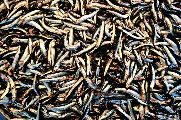 Peixe de água salgada com coloração azulada, a anchova é popular em várias regiões do mundo, com destaque para o Brasil, a Itália, a Espanha e partes da Ásia. Confira, então, nesta galeria, a origem deste alimento e seus benefícios à saúde.