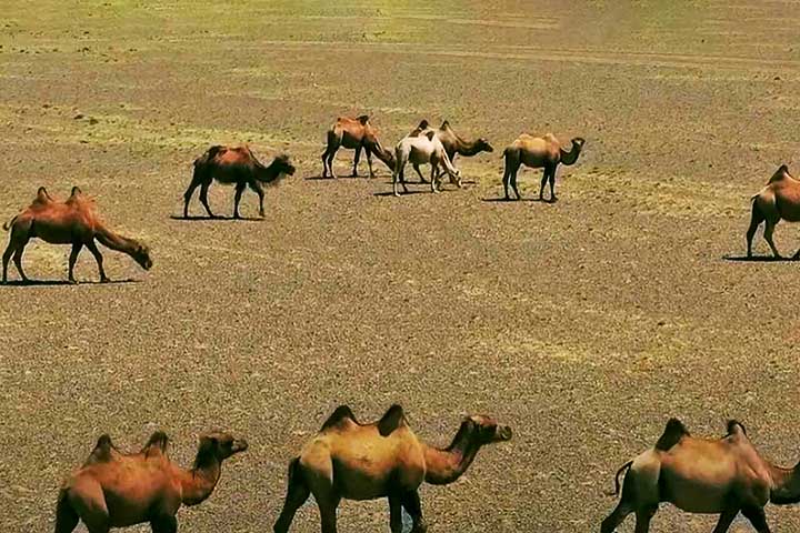 Com poucas glândulas sudoríparas e uma baixa taxa de transpiração, eles são capazes de suportar um aumento de até 6°C em sua temperatura corporal interna sem começar a suar, o que os ajuda a evitar a perda de água em condições extremas.