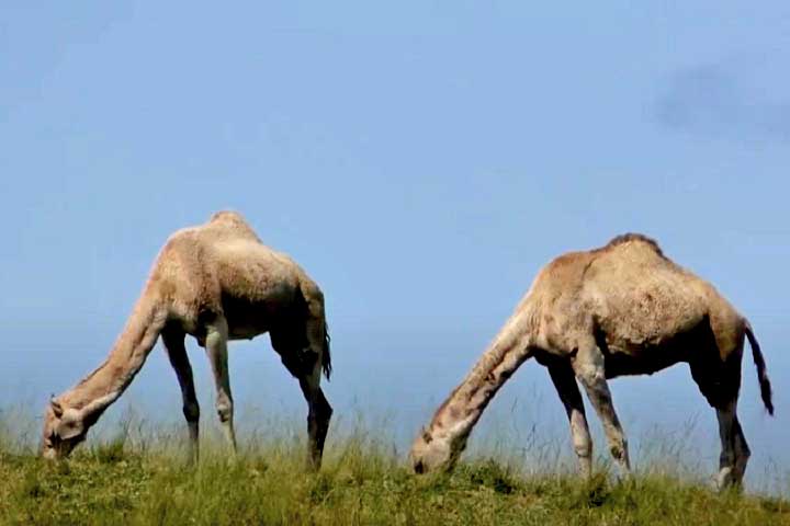 Embora muitas pessoas usem os termos dromedário e camelo de forma intercambiável, há uma diferença crucial entre eles: o dromedário tem uma única corcova, enquanto o camelo possui duas.