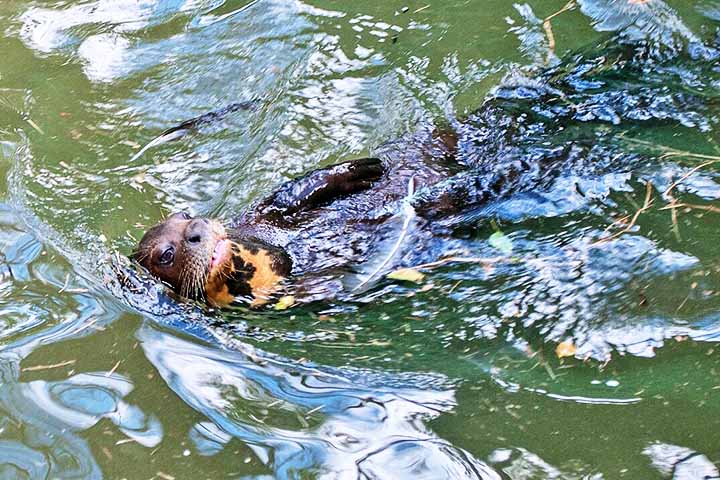 Vivem em grupos familiares, possuem na região do pescoço manchas brancas com desenhos únicos, servindo como uma impressão digital. 
