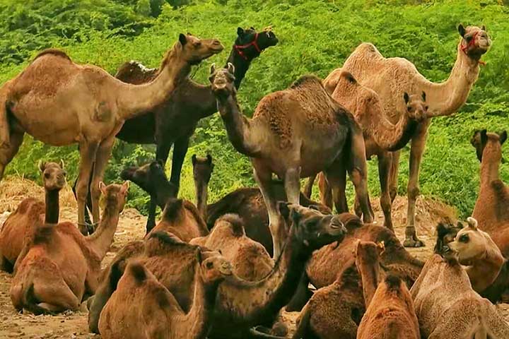 Além disso, os dromedários são geralmente encontrados em regiões como o Oriente Médio e a África, enquanto os camelos, com duas corcovas, habitam outras partes da Ásia. Os dromedários tendem a ser mais dóceis e fáceis de montar.