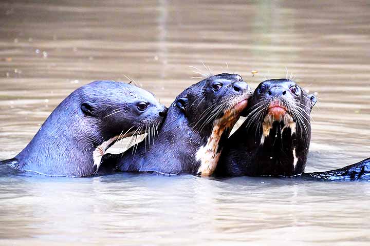 Vive em rios e lagos de água doce, mas também se desloca em terra. Dessa forma, é um animal diurno e vive em grupos familiares liderados por um casal reprodutor. 