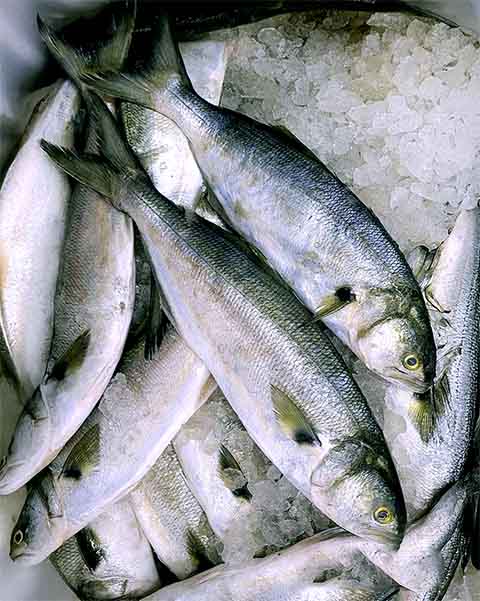 A anchova é um peixe marinho de pequeno porte, com corpo alongado e azulado, sendo actinopterígeo da família Engraulidae.