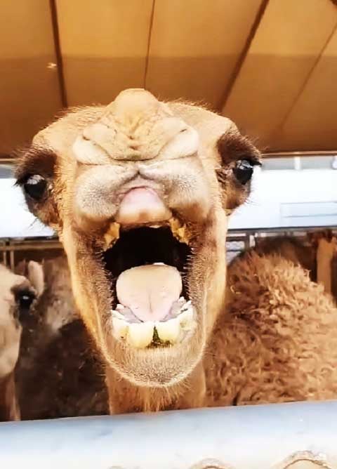 Os camelos machos são conhecidos por sua natureza territorial e por defenderem suas fêmeas com comportamentos agressivos. Durante a época de acasalamento, os machos podem morder, cuspir, bufar e até lutar com outros machos para garantir a presença no grupo.