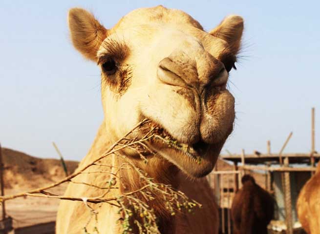 Os camelos têm um sistema digestivo especializado com quatro compartimentos no estômago, permitindo-lhes processar de forma eficiente os vegetais escassos encontrados no deserto.