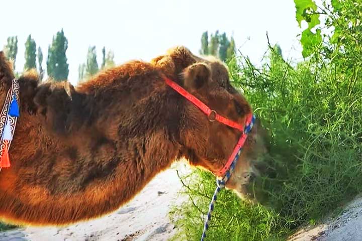 Embora sejam principalmente herbívoros, em situações extremas de escassez de alimentos, camelos podem comer até animais pequenos, como peixes e, curiosamente, até mesmo roupas e calçados.