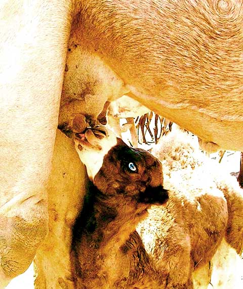 As fêmeas têm um período de gestação que pode variar entre 360 e 440 dias, geralmente dando à luz um filhote. O filhote permanece com a mãe até os dois anos de idade e é desmamado entre o primeiro e o segundo ano, preparando-se para se tornar independente.