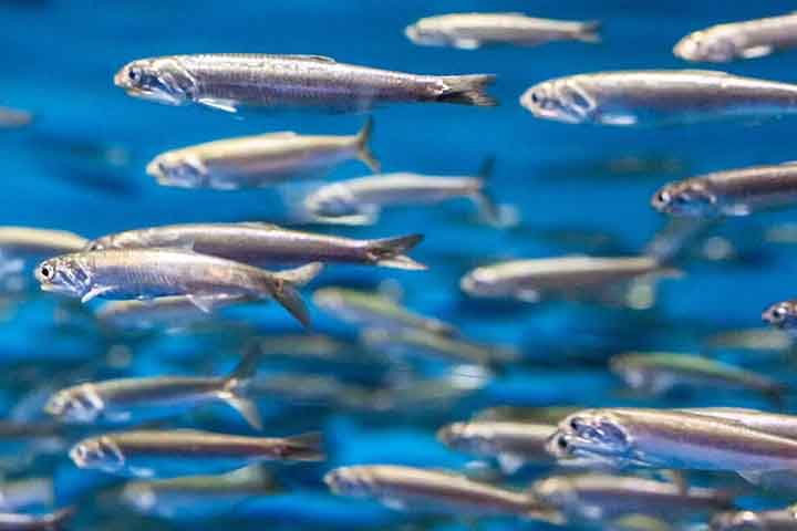 Especificamente em solo brasileiro, é comum em todo o litoral, com destaque para a região do Rio de Janeiro e Santa Catarina. 