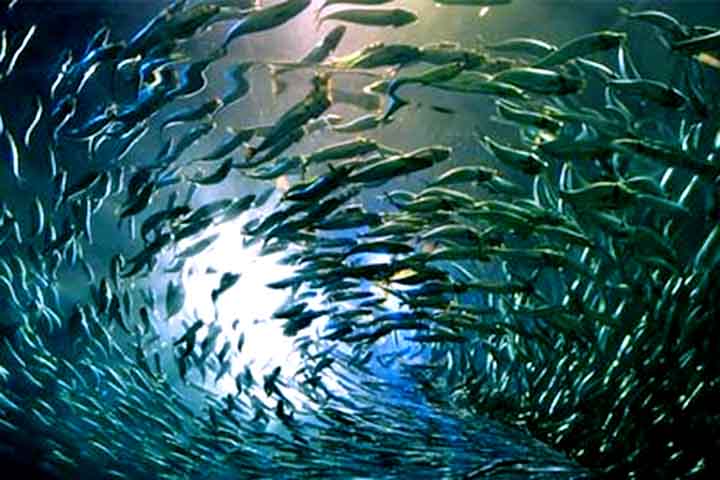 Diante disso, pode ser encontrada em águas tropicais e temperadas de todo o mundo, com maior abundância no Mar Mediterrâneo e em oceanos tropicais.