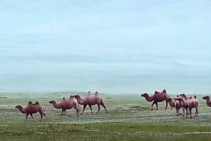 Além de suas habilidades práticas e biológicas, os camelos também têm grande significado cultural e simbólico. Eles são frequentemente mencionados em textos religiosos, como o Alcorão, comprovando o símbolo de resistência, perseverança e adaptabilidade.