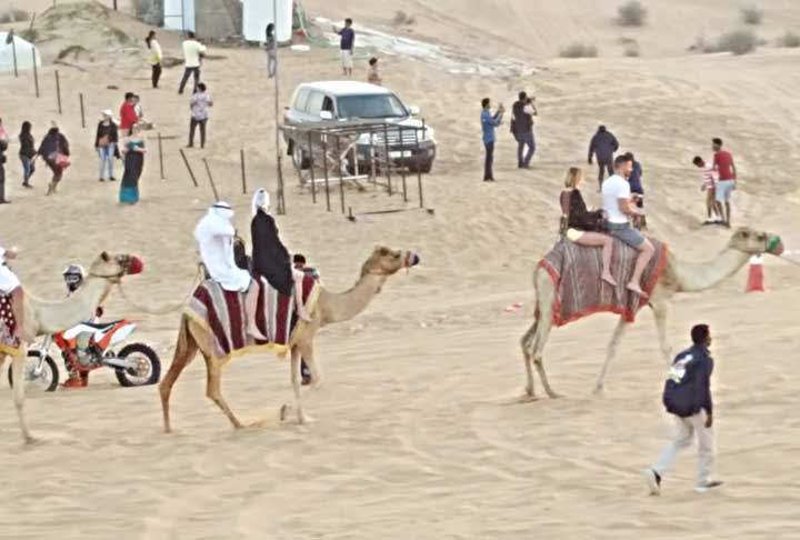Os camelos são extraordinários viajantes do deserto. Eles podem andar entre 200 e 270 km por dia, uma habilidade vital para atravessar o vasto e árido terreno do deserto.