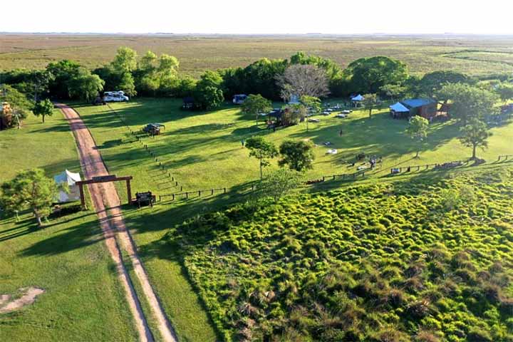 Essa reintrodução teve início em 2017 pela organização Rewilding Argentina, na busca por uma conquista relevante não apenas para a zoologia, mas também para a preservação da biodiversidade global.
