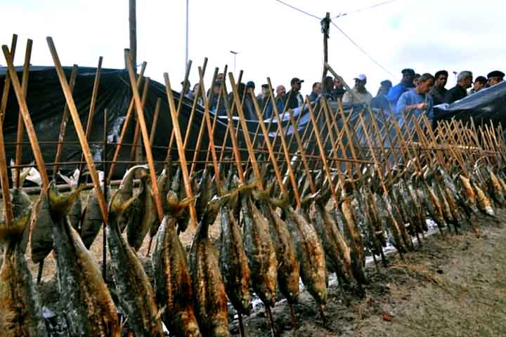 A anchova se alimenta de pequenos peixes, crustáceos e cefalópodes. É, portanto, um peixe popular para pesca esportiva e também é comercializado fresco, salgado ou congelado.