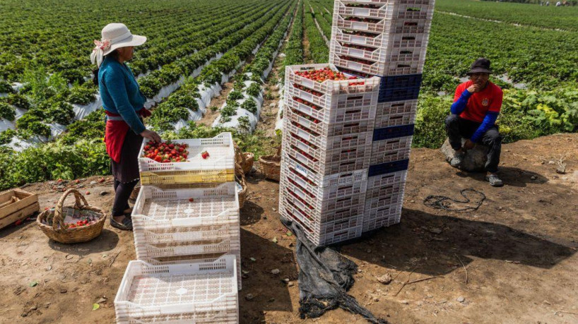 Regiões muito áridas como Ica se tranformaram em grandes centros de produção de alimentos 