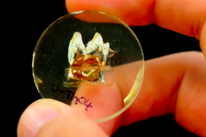 Pesquisadores analisaram fósseis de dentes desses gigantes (do gênero Protemnodon), encontrados em cavernas no monte Etna, que fica na região nordeste da Austrália.