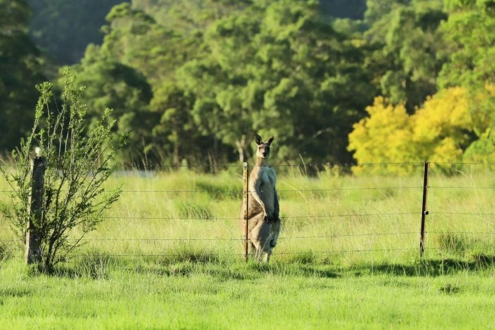 Na prática, os cangurus-gigantes desapareceram muito antes da chegada dos humanos à região. 