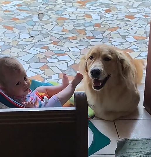 Ariane Oliveira, de Sorocaba, é mãe da pequena Olívia, de seis meses, e tutora da golden retriever Leona. A convivência entre bebê e pet mostra uma relação marcada por carinho, atenção e companheirismo. Leona acompanha cada momento da rotina, como trocas de fralda, mamadas e sonecas, agindo como uma irmã mais velha.