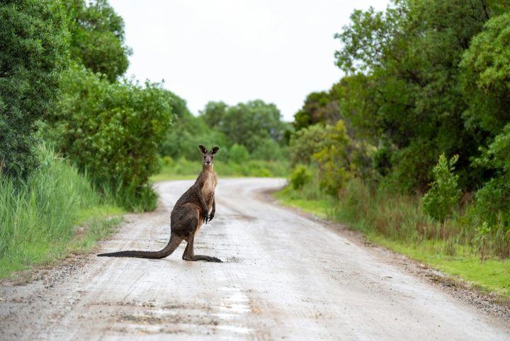 Ao contrário dos cangurus modernos, que se adaptam às mudanças do ambiente viajando longas distâncias, esses animais antigos eram sedentários e viviam em áreas restritas.