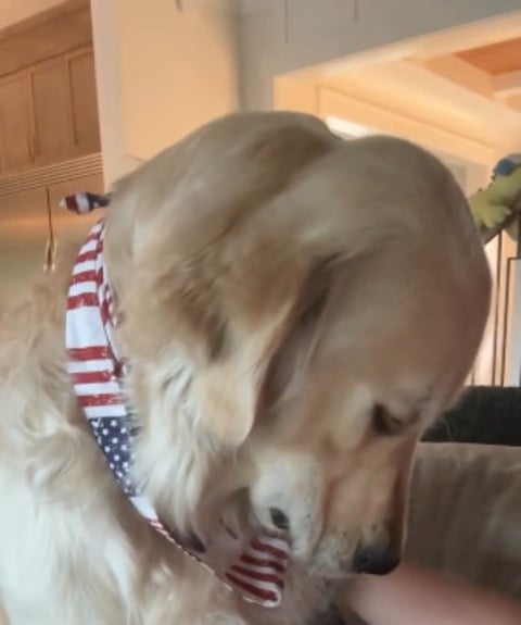 Já o pequeno Atlas Hill viralizou na internet com sua expressão de tristeza após voltar de férias com seus tutores. Eu nasci para ser um cão de lago, isso não é justo, diz a legenda.