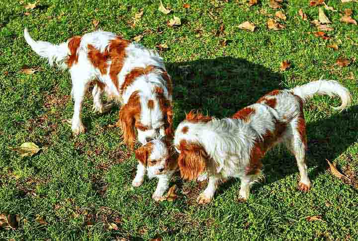 Alerta de fofura! O Cavalier King Charles Spaniel é extremamente fofo, não late muito e tem uma expectativa de vida de 15 anos. Ele adora atenção e é muito apegado ao dono. 