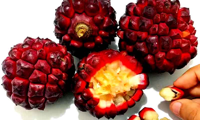 A pindaíba, também chamada de pindaúva ou biribá, é fruto da árvore Duguetia lanceolata, nativa da Mata Atlântica brasileira  .
Ela pertence à família das Annonaceae, parente da graviola e da fruta-do-conde  .