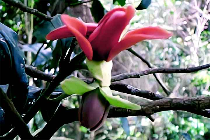 As flores da pindaíba são hermafroditas, de cor que varia do amarelo-esbranquiçado ao rosado  .
A floração ocorre no final da primavera, entre outubro e novembro, conforme a região  .