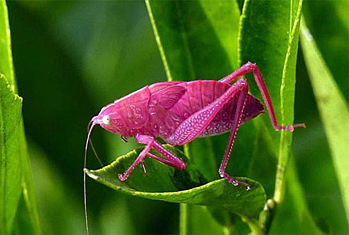 Os gafanhotos têm hábitos, principalmente, diurnos. Mas podem se alimentar e acasalar também durante a noite. 