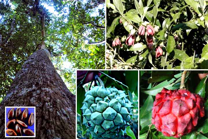 A frutificação da pindaíba acontece geralmente entre março e maio, em regiões como Minas Gerais e São Paulo  A dispersão das sementes é feita por animais que consomem os frutos  .