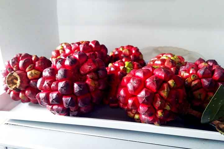 Redescobrir a pindaíba é valorizar a riqueza botânica brasileira e sua herança cultural. Conhecê-la ajuda a preservar tradições, paisagens e expressões da nossa identidade nacional.
