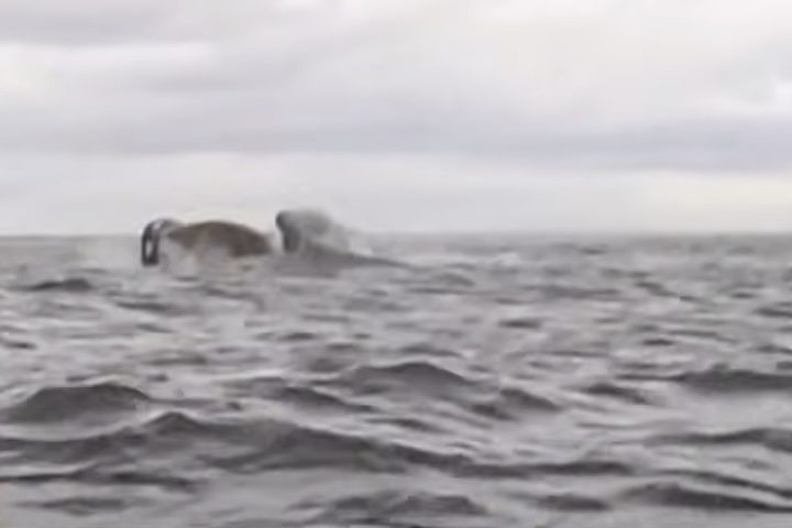 Pensei que talvez fosse uma onda, mas quando continuei sentindo isso, em menos de um segundo, senti aquele impacto tão forte que soube que não poderia ser uma onda, porque seria um tsunami ou algo estranho, contou ele. 