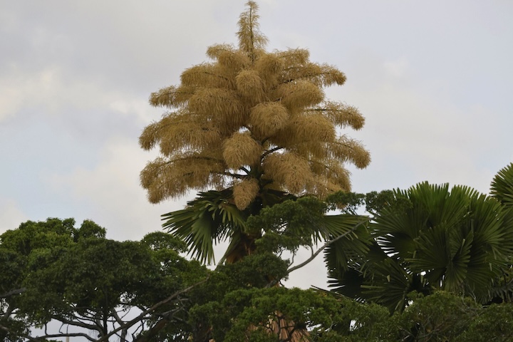A floração ocorre no topo da árvore — que pode atingir 30 metros de altura.