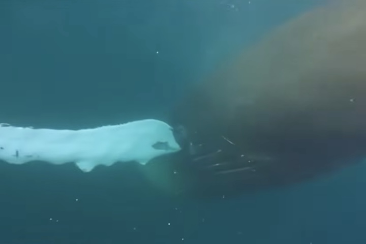 Segundo especialistas, a baleia provavelmente devolveria a pessoa se a engolisse acidentalmente. 