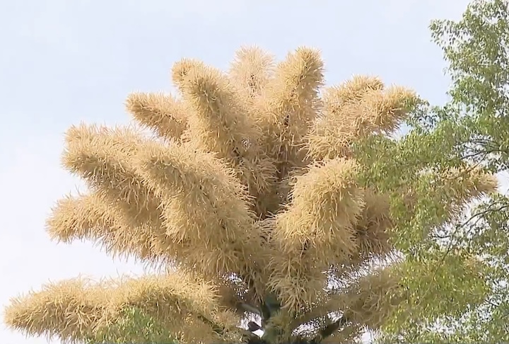 “Talvez seja pra gente repensar o que estamos fazendo com o planeta. Ele tem tantas coisas lindas para nos oferecer. Vamos preservar para que meus netos também possam ver isso, refletiu ela.