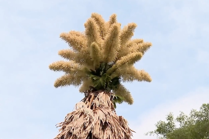 O fenômeno consiste em milhões de pequenas flores amareladas, criando uma grande coroa na sua copa. 