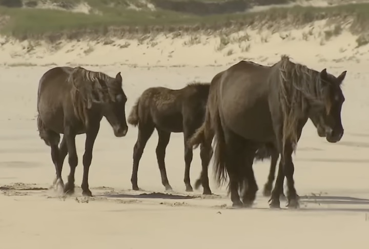 A manada, que tem entre 400 e 550 indivíduos, exibe características adaptadas ao ambiente severo: pelagem escura, crina longa e marcha natural.
