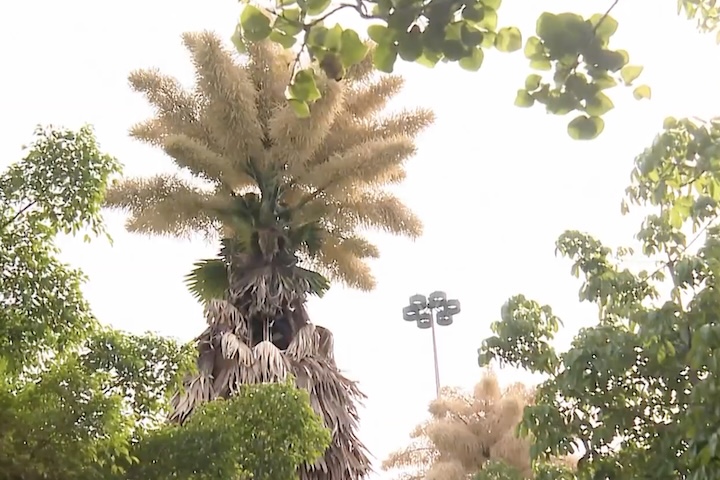 O fenômeno atraiu a atenção de moradores e pesquisadores, sendo considerado uma oportunidade única e um convite à reflexão sobre a preservação da natureza.