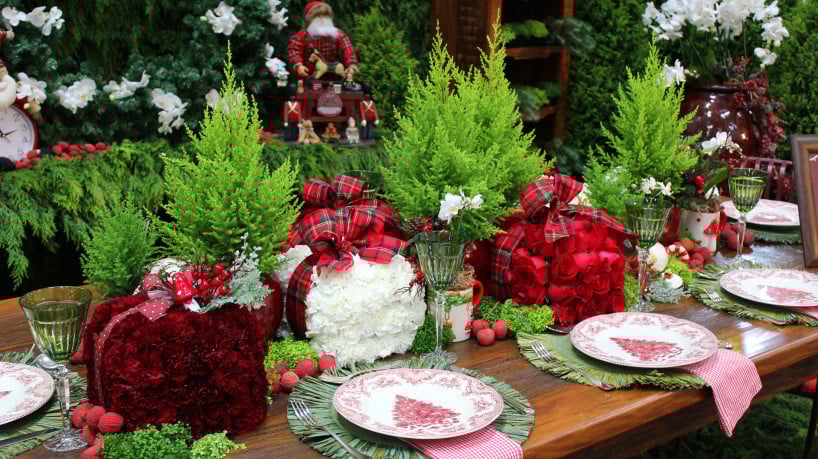 Plantas que se tornaram símbolos da decoração natalina, tais como as tuias, estão entre os destaques do mercado floricultor  
