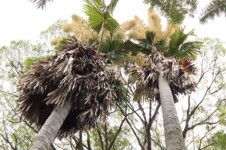 Na Ásia, as folhas secas da talipot também são tradicionalmente utilizadas para a confecção de telhados, guarda-chuvas e esteiras. 