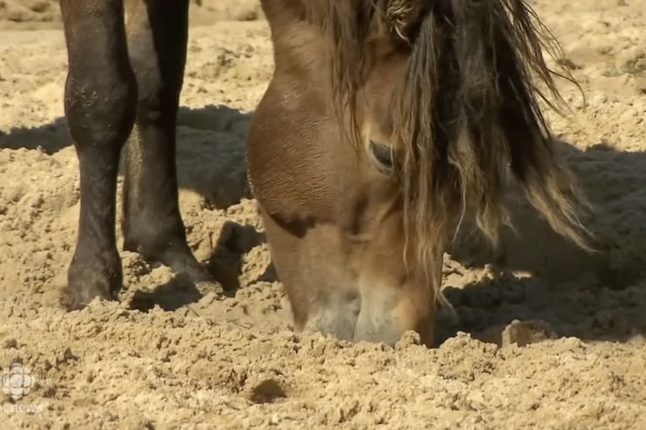 Para obter água doce, eles desenvolveram a habilidade rara de cavar poços na areia.