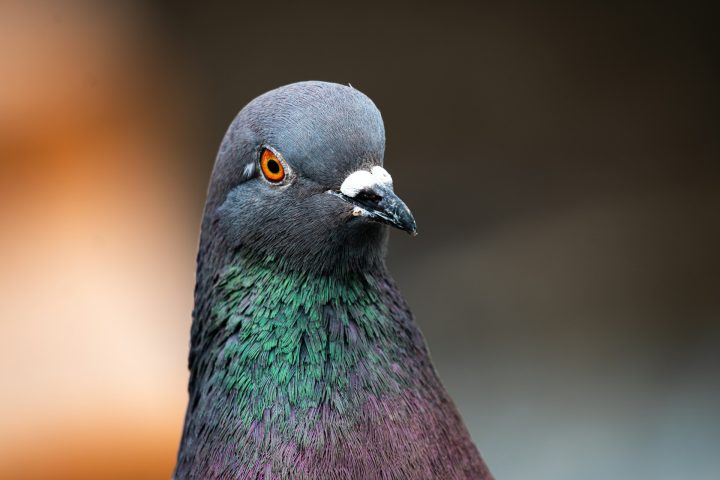 A Neiry destacou a autonomia dos biodrones, que podem percorrer até 500 km por dia (mais de 3.000 km por semana) em missões de vigilância.