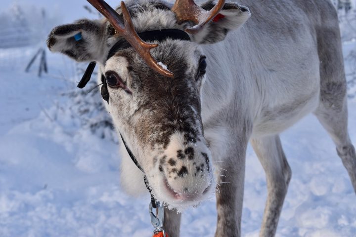 Outra característica curiosa das renas é que seus focinhos são especialmente projetados para aquecer o ar gelado antes que ele entre nos pulmões.  