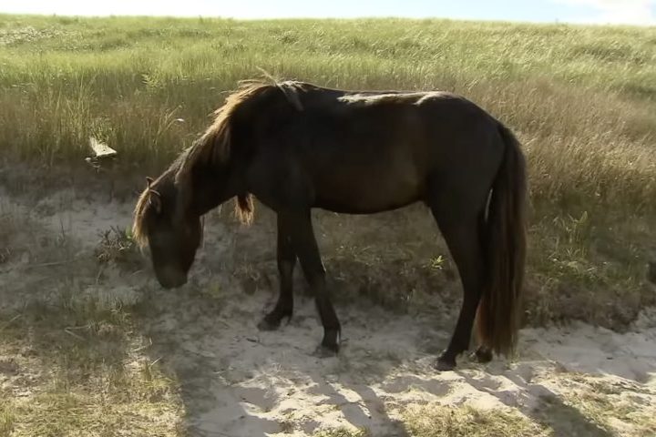 Durante o inverno, migram para o interior da ilha em busca de abrigo, dependendo das reservas de gordura acumuladas nos dias de calor. 